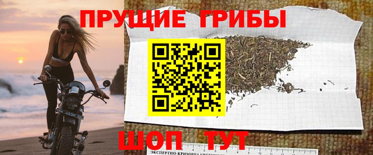Галлюциногенные грибы Psilocybine cubensis Бийск